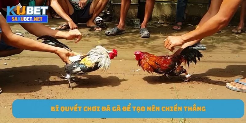 Bí quyết chơi đá gà để tạo nên chiến thắng