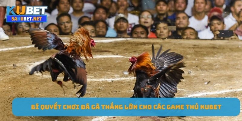 bi-quyet-choi-da-ga-thang-lon-cho-cac-game-thu-kubet