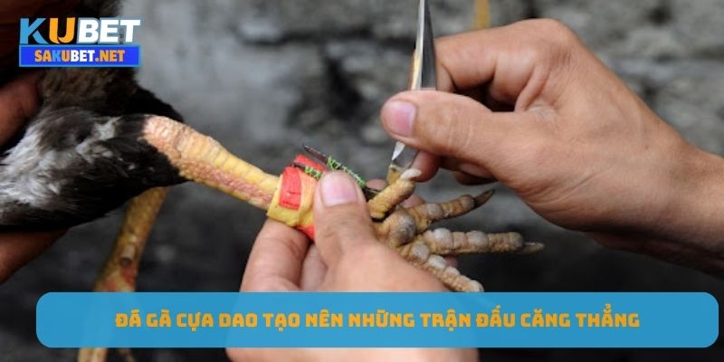 Đá gà cựa dao tạo nên những trận đấu căng thẳng