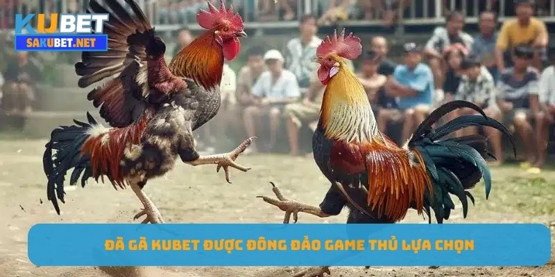 Đà gà KUBET được đông đảo game thủ lựa chọn