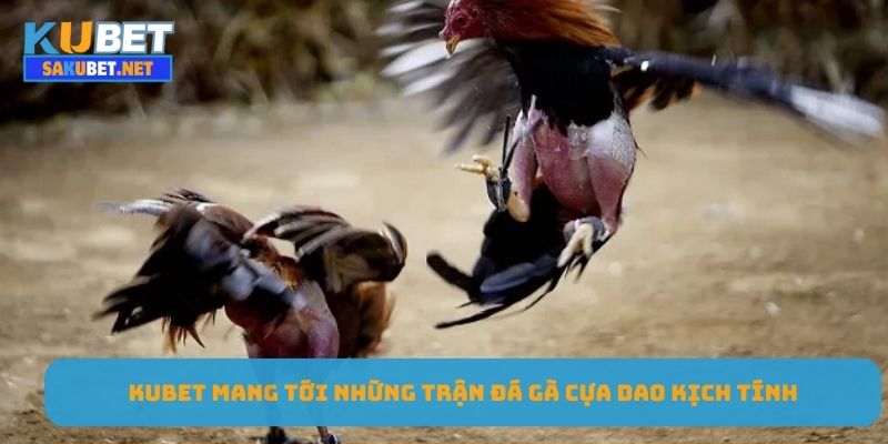 KUBET mang tới những trận đá gà cựa dao kịch tính